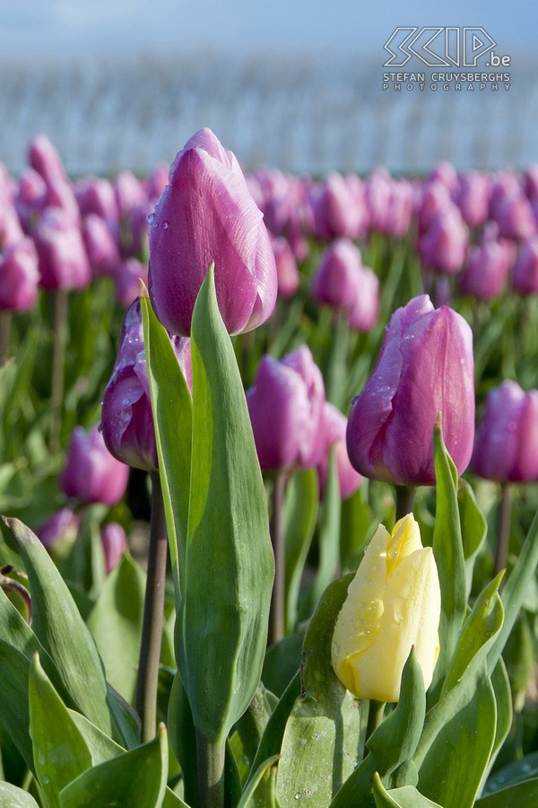 Flowering tulip fields in Zeeland In spring a lot of tulip fields are flowering in Zeeland (The Netherlands). I went there and on an early morning I started photographing these magnificent display of colours. Stefan Cruysberghs